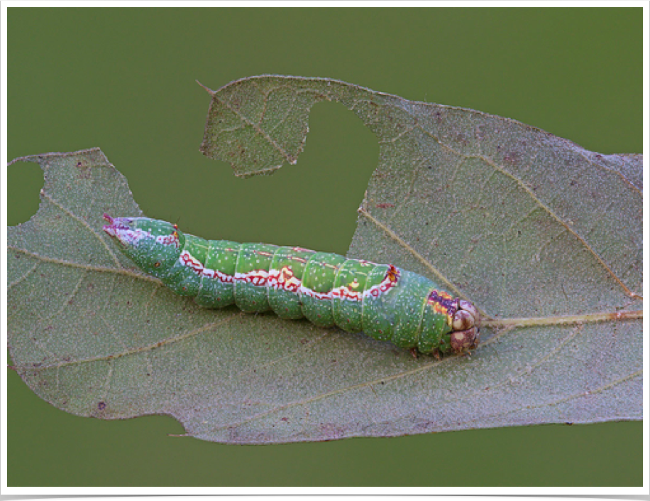 Hyparpax aurora
Pink Prominent
Bibb County, Alabama